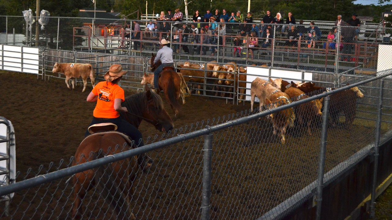 Démonstration de Team Penning à Nashville en Beauce