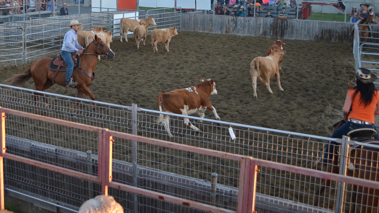 Démonstration de Team Penning à Nashville en Beauce