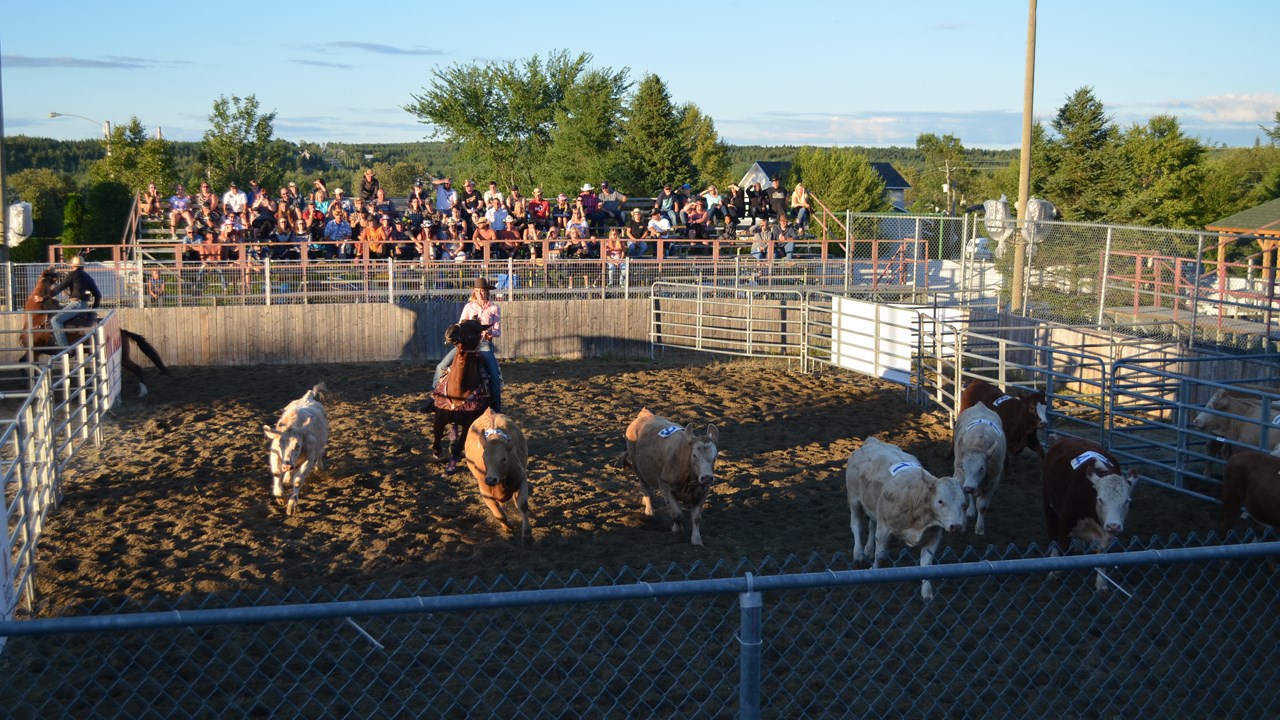 Démonstration de Team Penning à Nashville en Beauce
