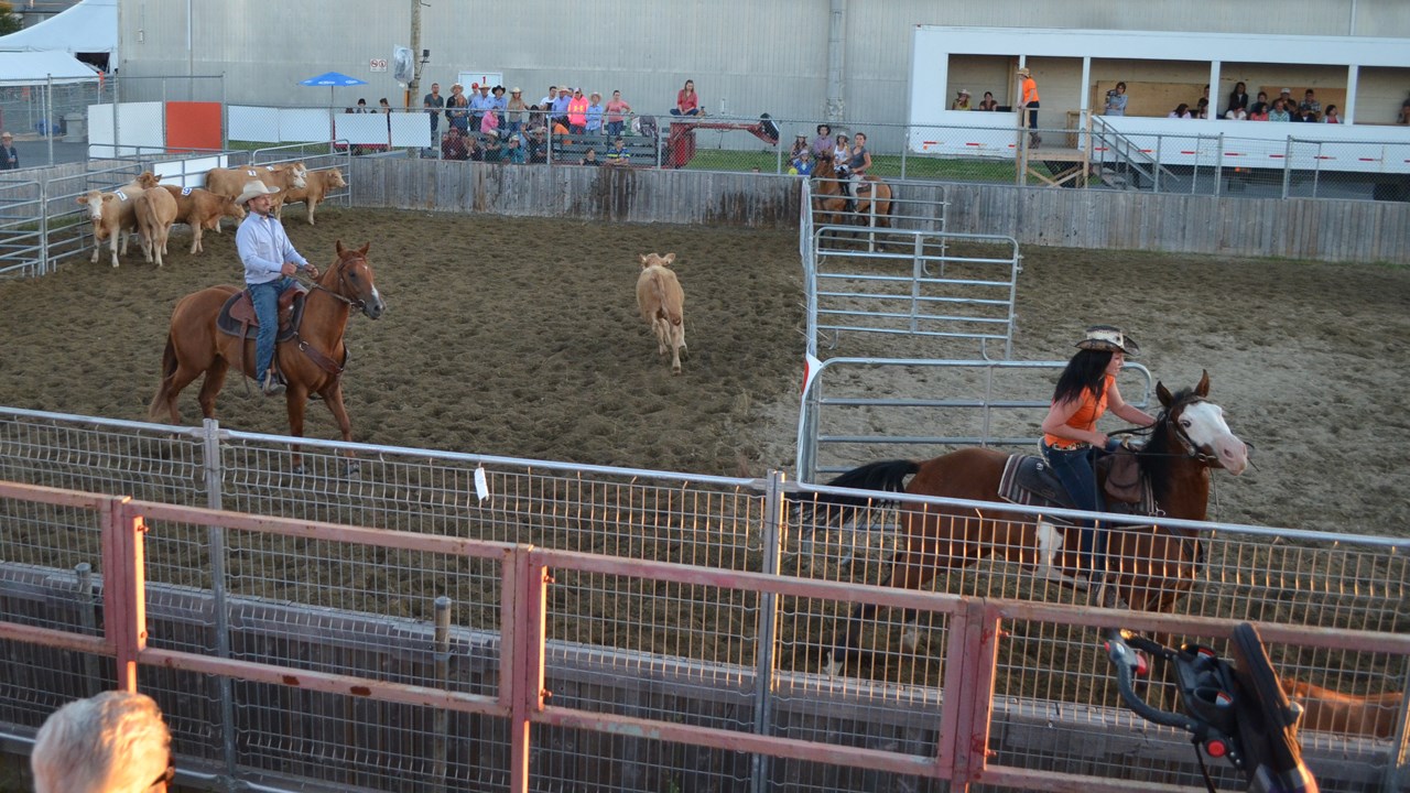 Démonstration de Team Penning à Nashville en Beauce