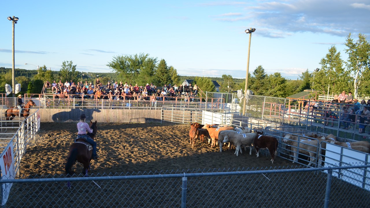 Démonstration de Team Penning à Nashville en Beauce