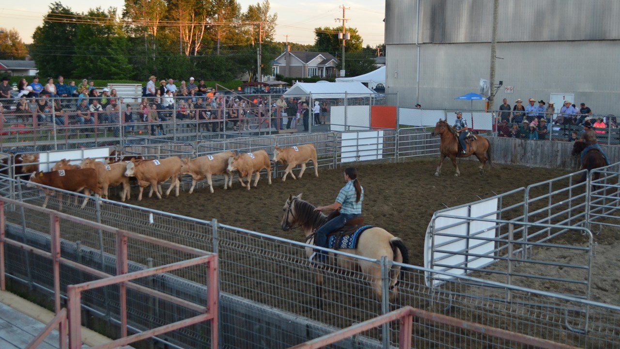 Démonstration de Team Penning à Nashville en Beauce