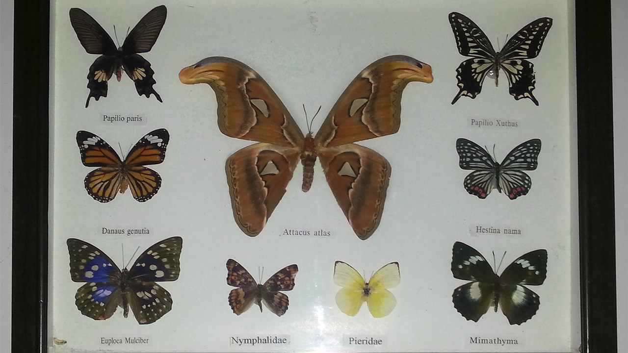 L’entomologiste amateur Simon Landry exposera sa collection d’insectes et arachnides à Saint-Georges 