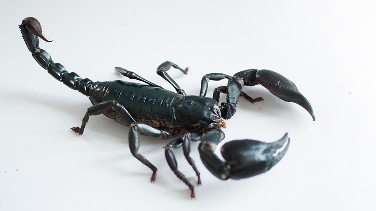 L’entomologiste amateur Simon Landry exposera sa collection d’insectes et arachnides à Saint-Georges 