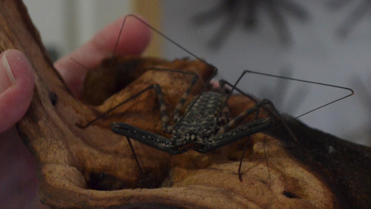Une collection d'arthropodes qui attire la curiosité