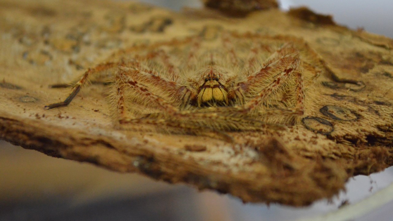Une collection d'arthropodes qui attire la curiosité