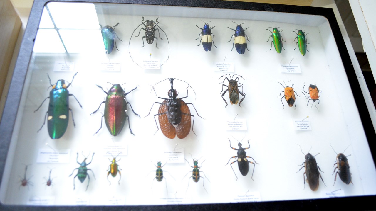 Une collection d'arthropodes qui attire la curiosité