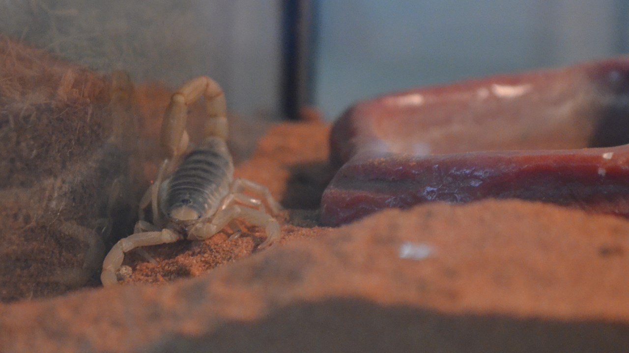 Une collection d'arthropodes qui attire la curiosité