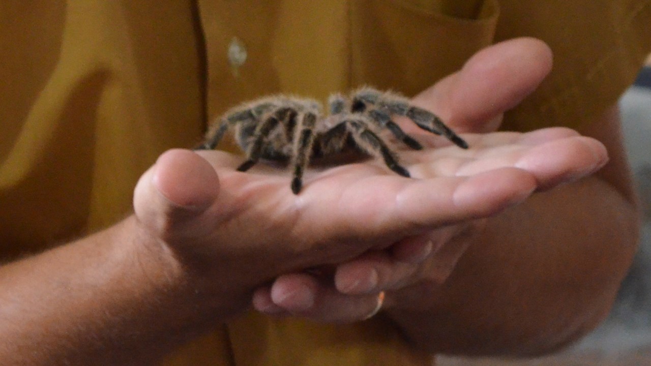 Une collection d'arthropodes qui attire la curiosité