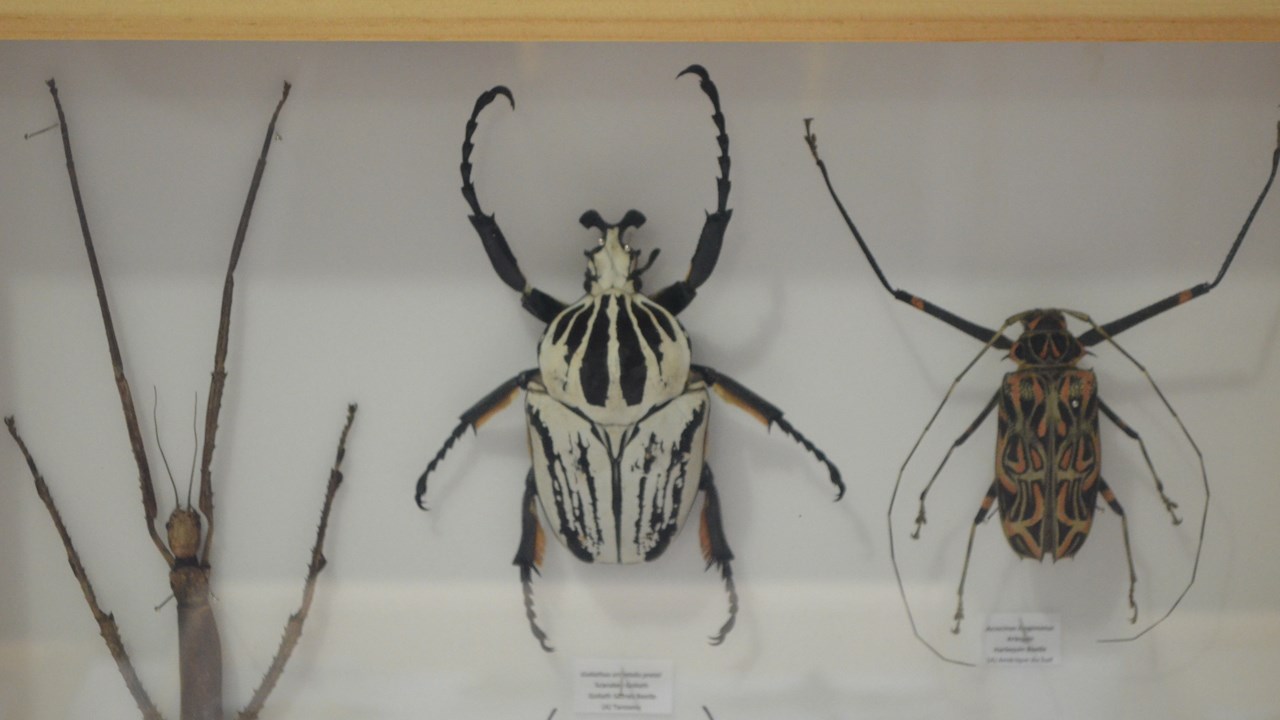 Une collection d'arthropodes qui attire la curiosité