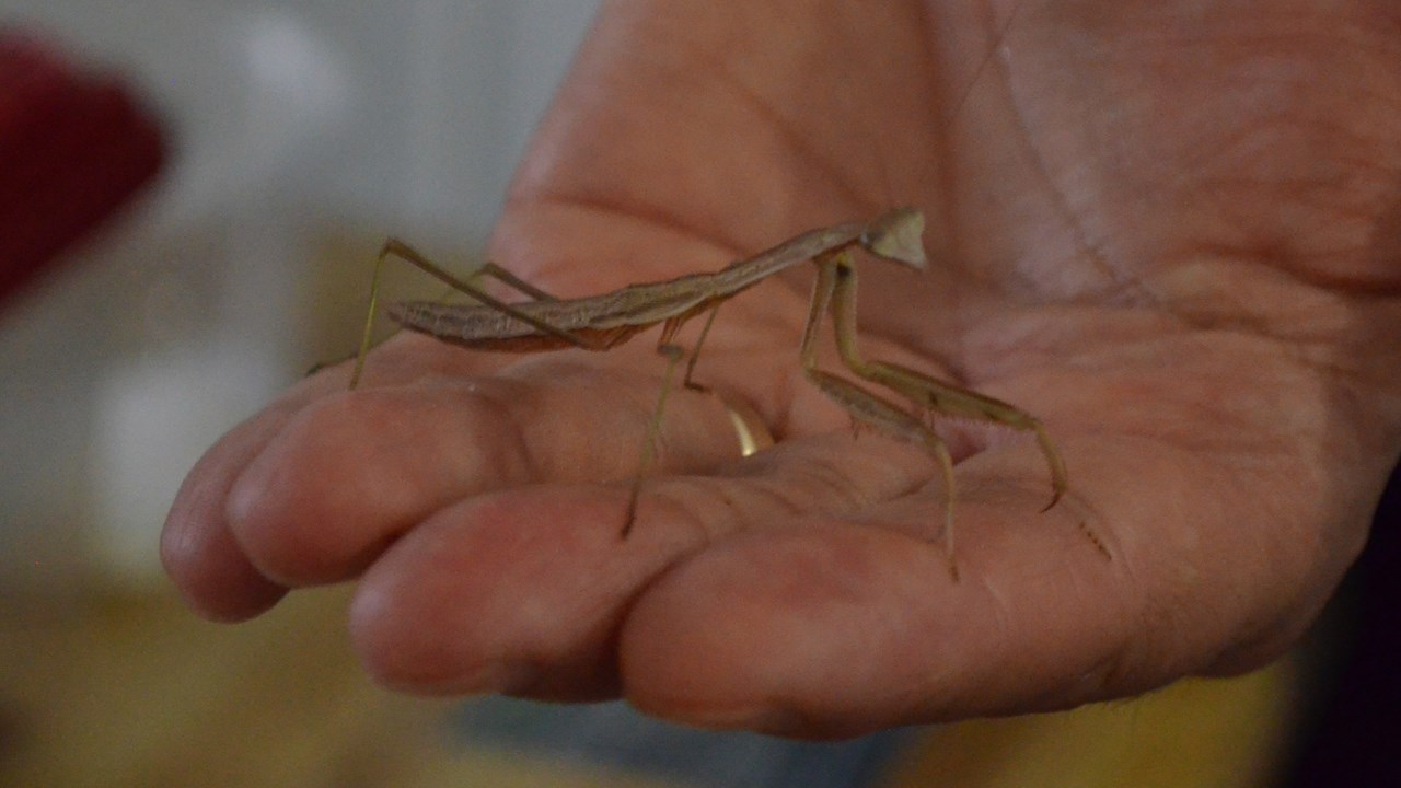 Une collection d'arthropodes qui attire la curiosité
