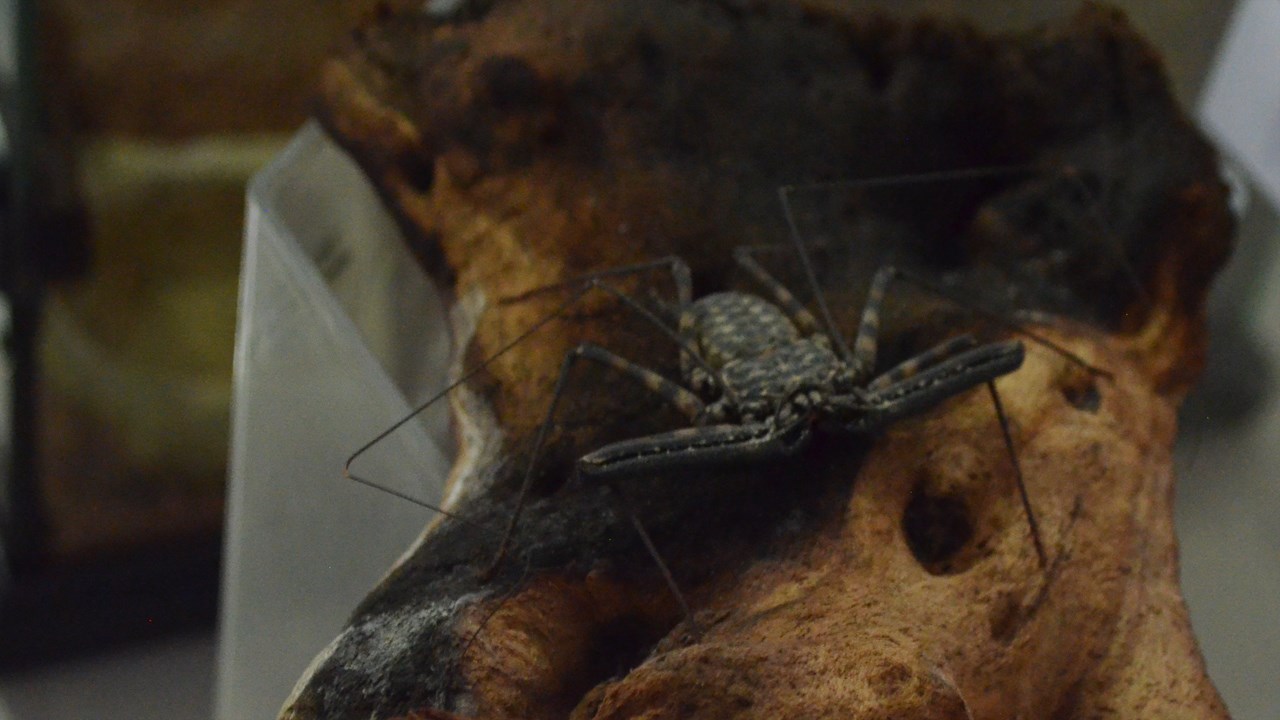 Une collection d'arthropodes qui attire la curiosité