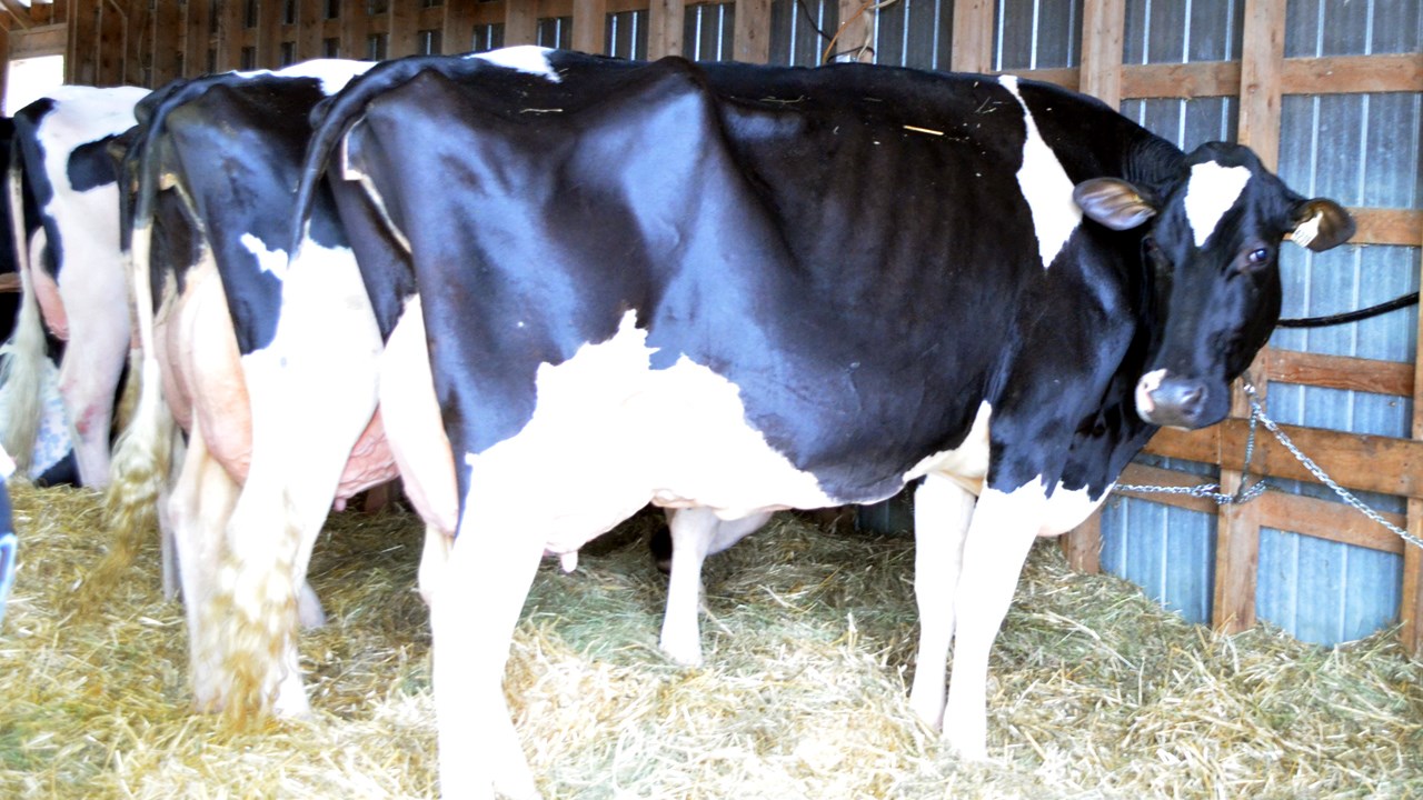 L'expo agricole de Saint-Honoré attire autant de visiteurs que l'an passé malgré la pluie