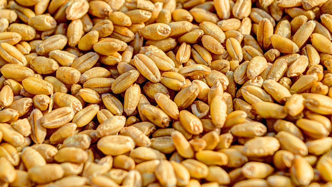 Les Producteurs de grains du Québec demandent à participer directement à tous les volets du Sommet sur l’alimentation