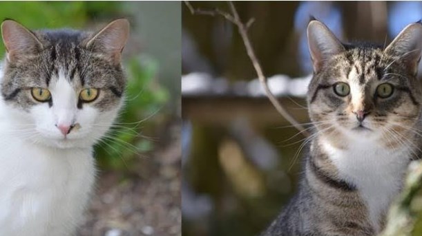 Léon Vachon de Notre-Dame-des-Pins a perdu ses trois chats et celui-ci offre un montant de 100 $ par chat retrouvé.

