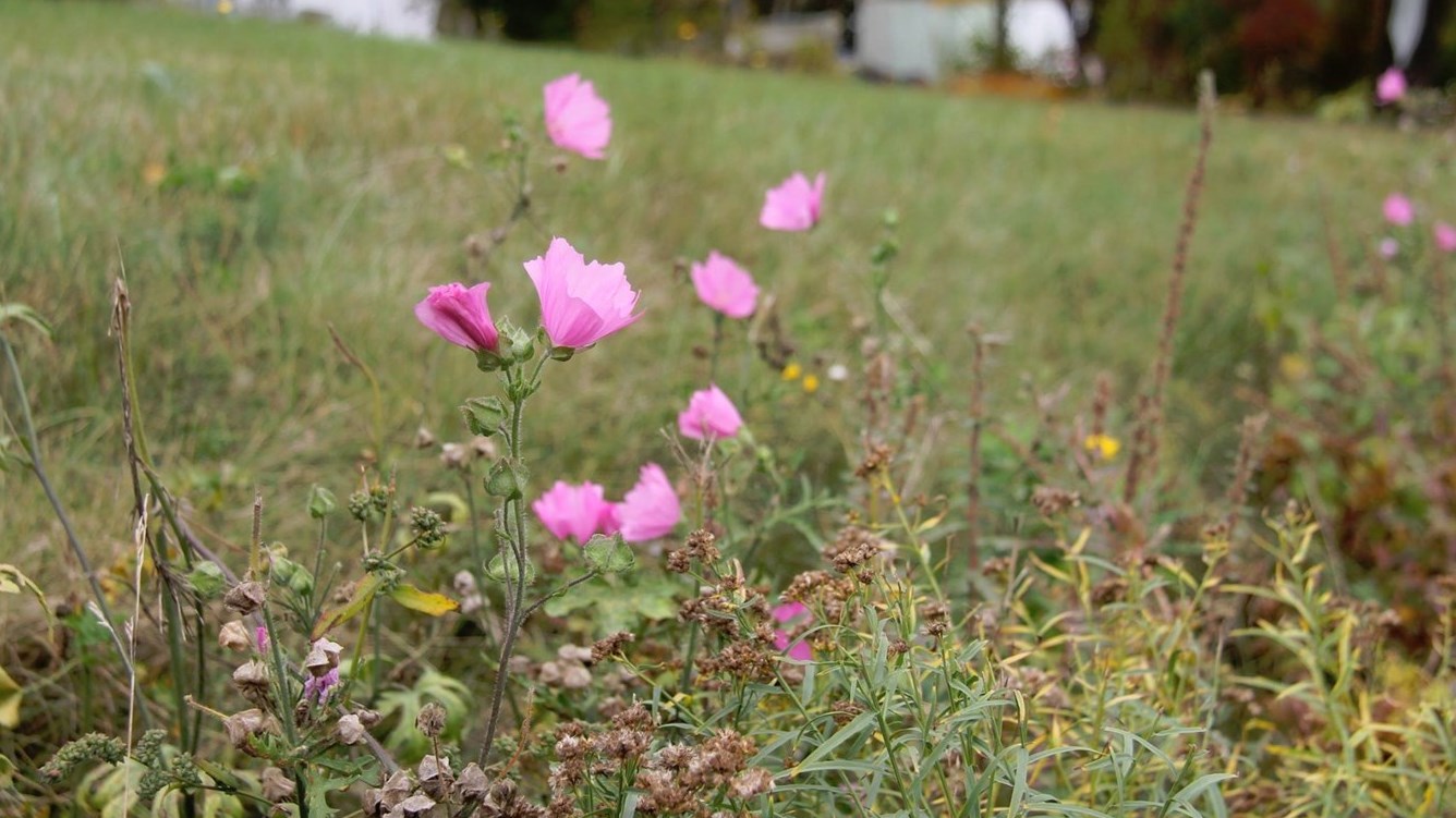 L’automne « EnBeauce.Joy »