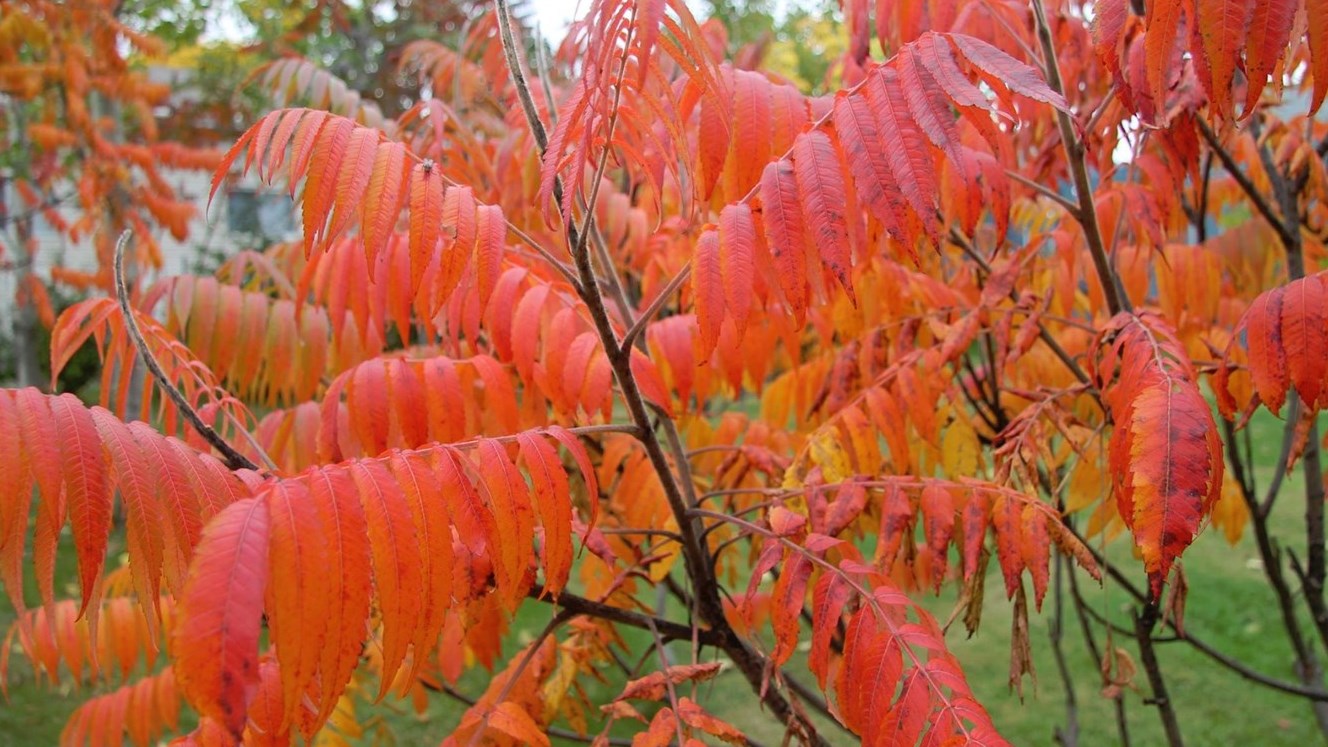 Les petits feuillus, que l'on retrouve autant dans les pays chauds qu'au Québec, ont droit chez nous à se parer d'autres couleurs.