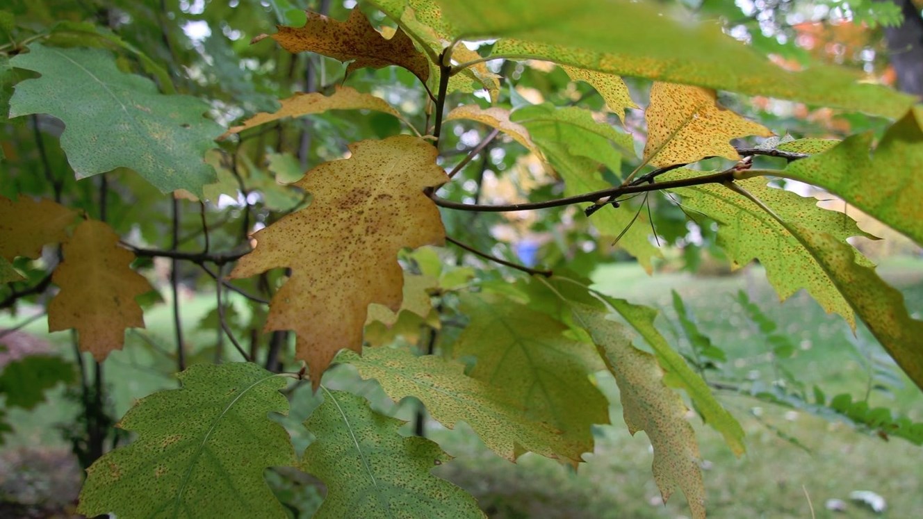 Les couleurs se mélangent pour former la plus belle saison de l'année.