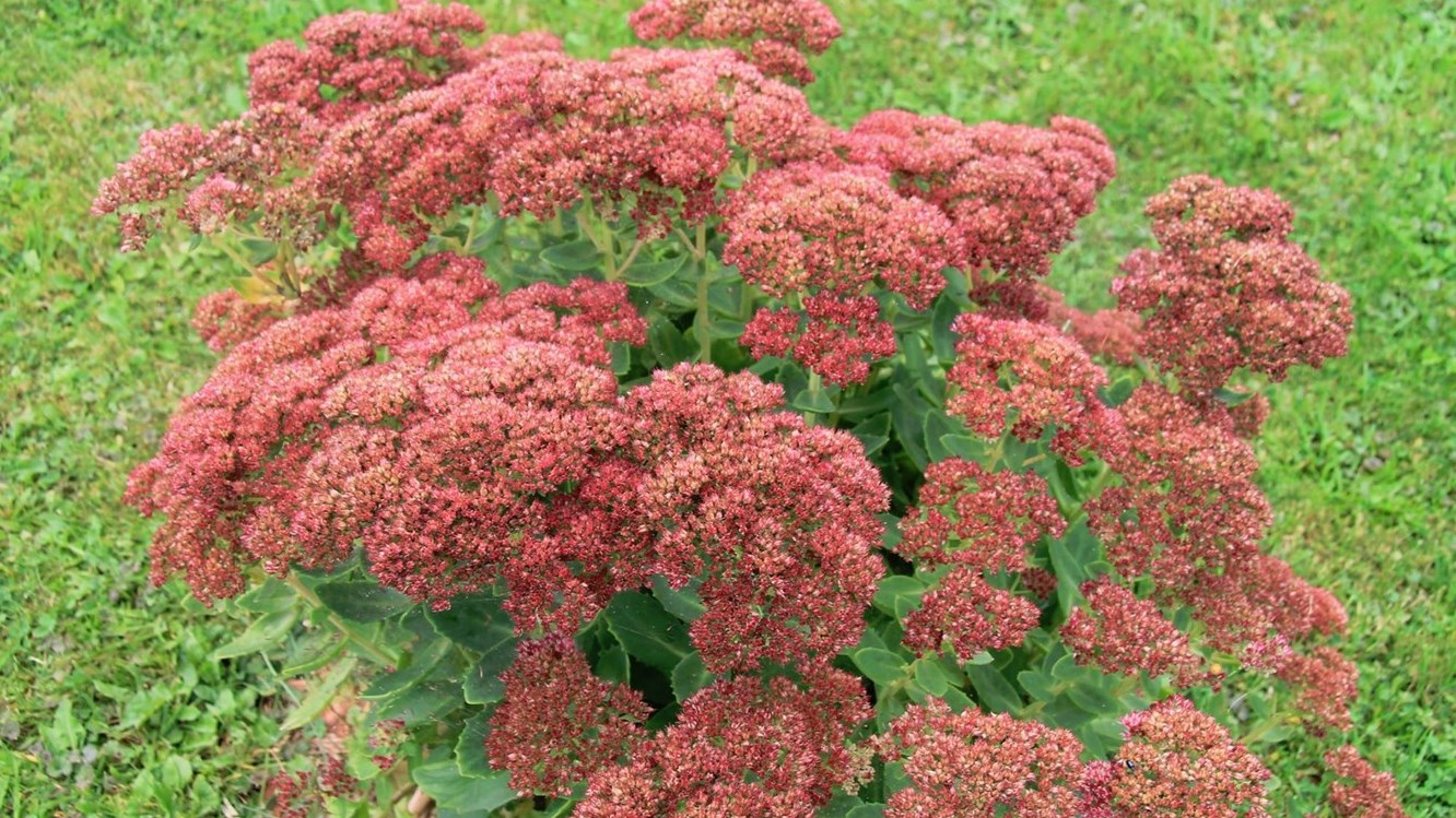Les plantes à fleurs qui, à l'automne, deviennent plus jolies.