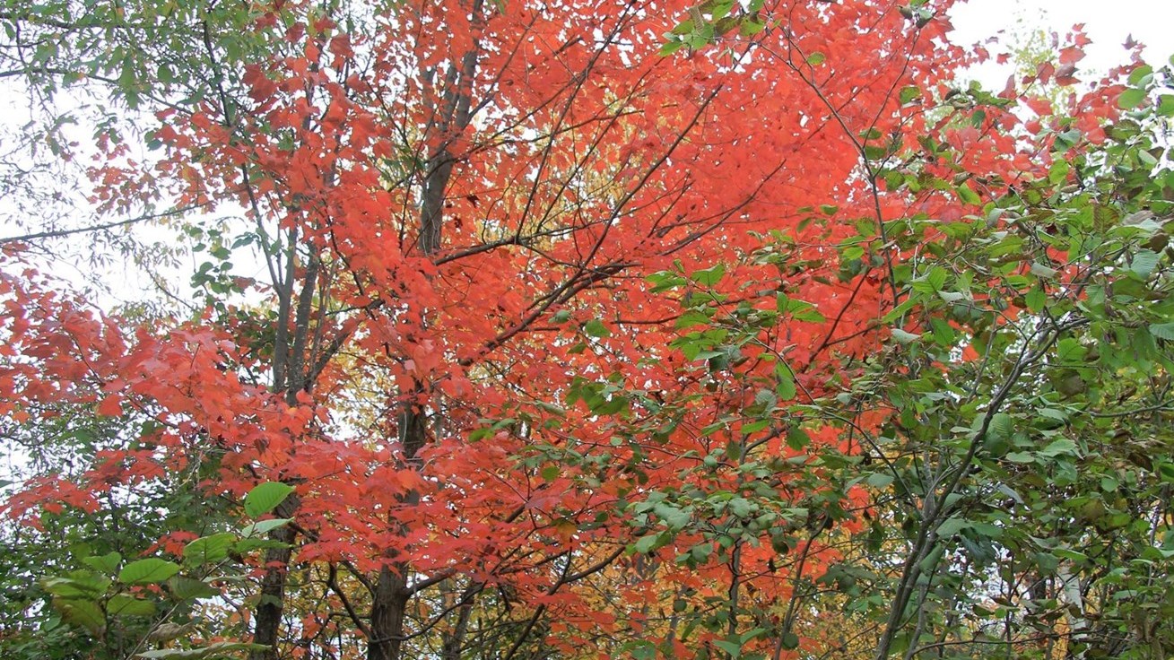 L'automne en Beauce, c'est la joie.