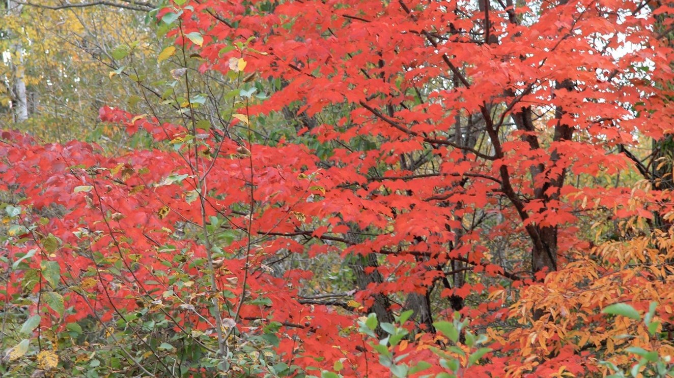 La troisième saison de l'année, la plus belle et la plus colorée.