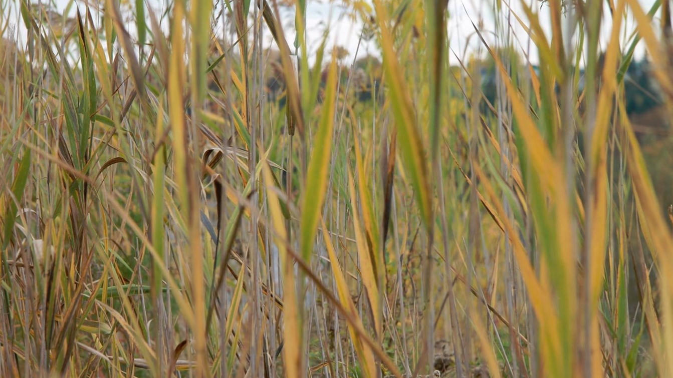 Les herbes d'automne