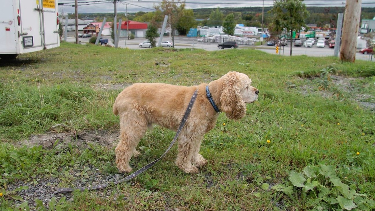 Pour Pitou, il n’y a pas de différence entre un terrain public et un terrain privé.