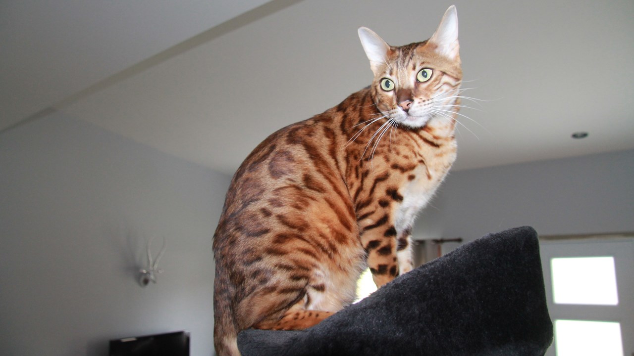 Combinant qualités esthétiques et caractère affectueux, le chat de Bengal est la race la plus prisée au monde.