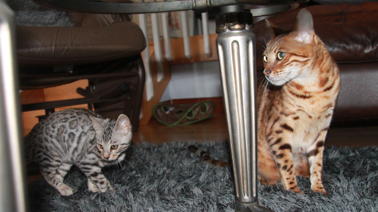 Le chat de Bengal aime la compagnie des autres animaux, Nayla et Salem se sont vite entendus à merveille.