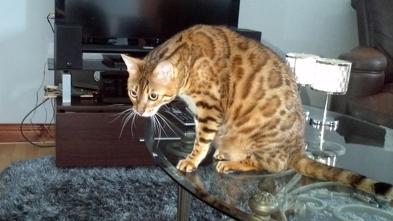 Comme son ancêtre le léopard, le chat de Bengal aime les hauteurs, si basses soient-elles.
