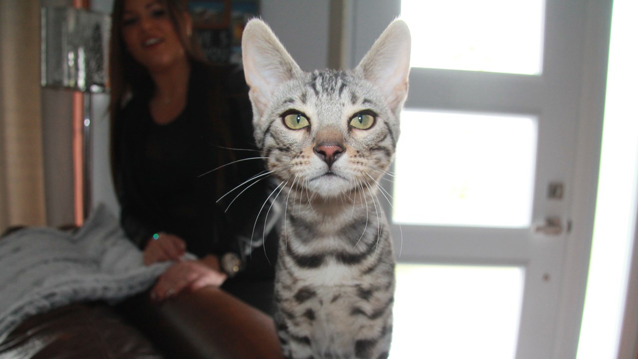 Le chat de Bengal, magnifique et racé, un chat spécial.