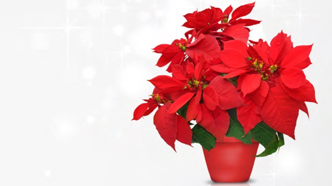 L’organisme Le Bercail invite la population à participer à sa deuxième campagne de levée de fonds « Noël de la solidarité » en achetant un bouquet de poinsettias pour 20$ avant le 1er décembre.
