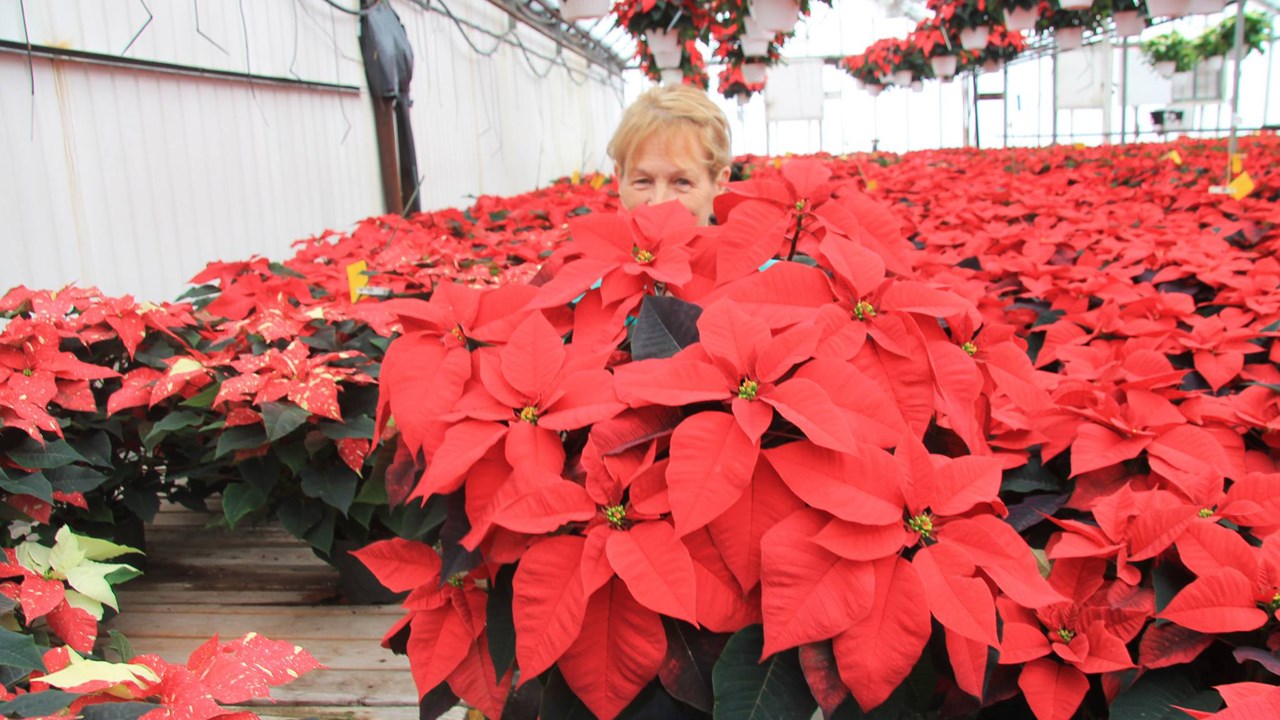Colette Champagne peut presque se cacher complètement derrière un poinsettia de 4 pieds.