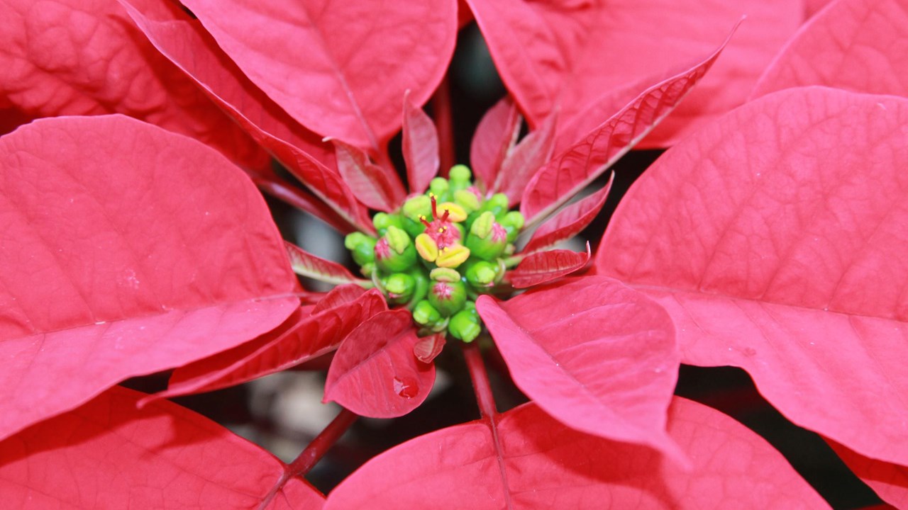 La toute petite fleur n'est pas celle qui attire l'attention chez le poinsettia.