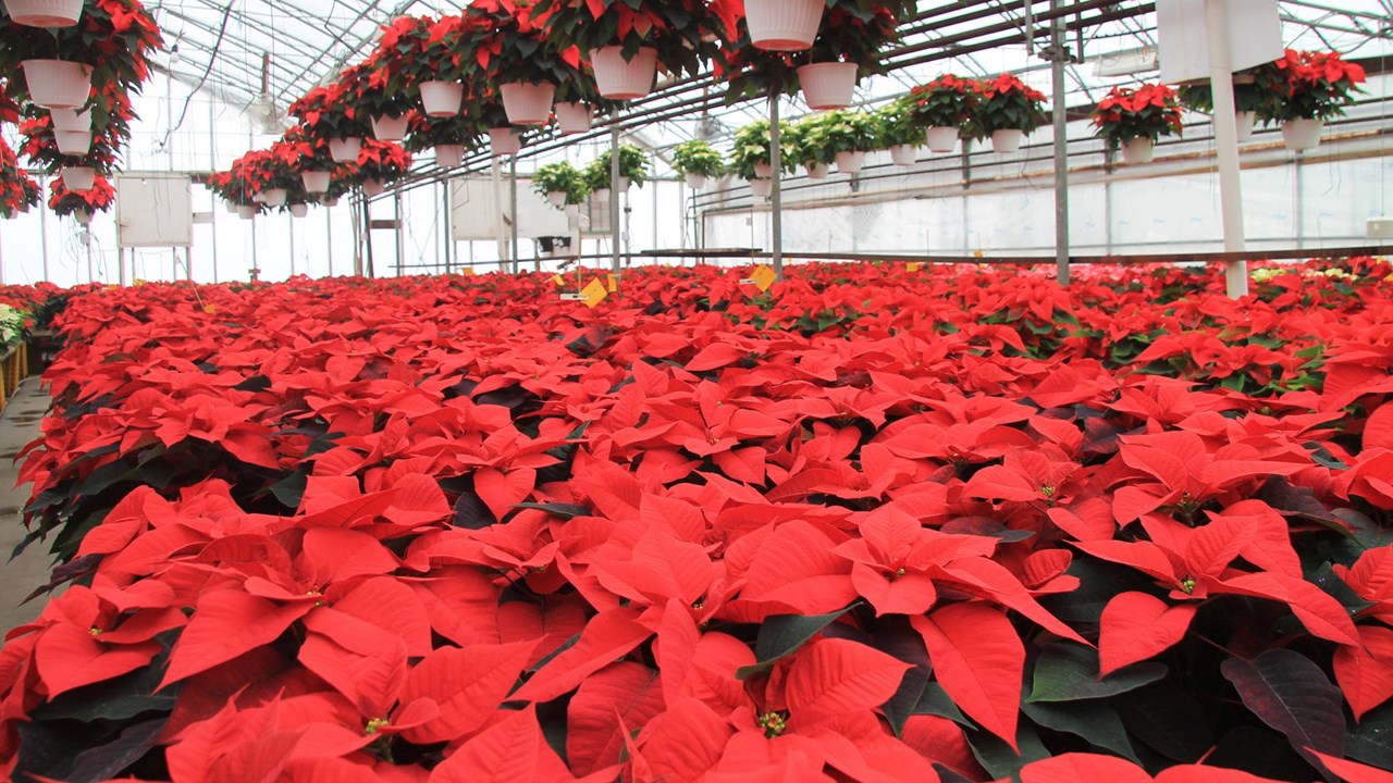 Une production annuelle de 2000 plants de poinsettias.