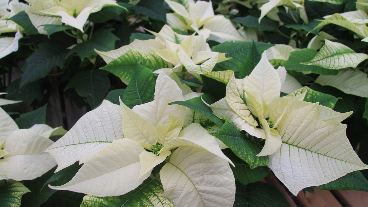 
Le poinsettia à bractées blanches, à défaut d'être aussi populaire que le poinsettia rouge, a quand même la cote dans le temps des Fêtes.
