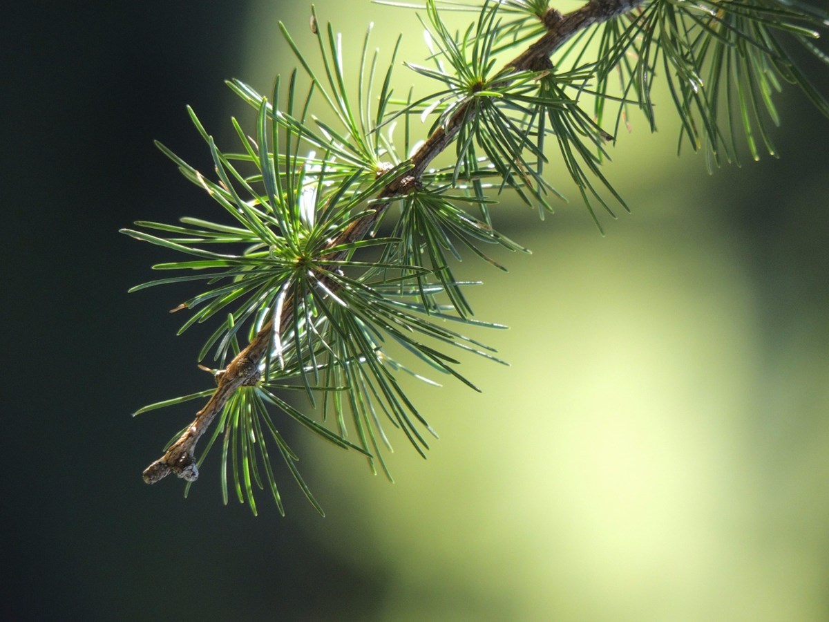 Les épines des sapins de Noël récupérés par la Régie Intermunicipale du Comté de Beauce-Sud sont utilisées à Saint-Benoît-Labre pour la fabrication d'huiles essentielles.