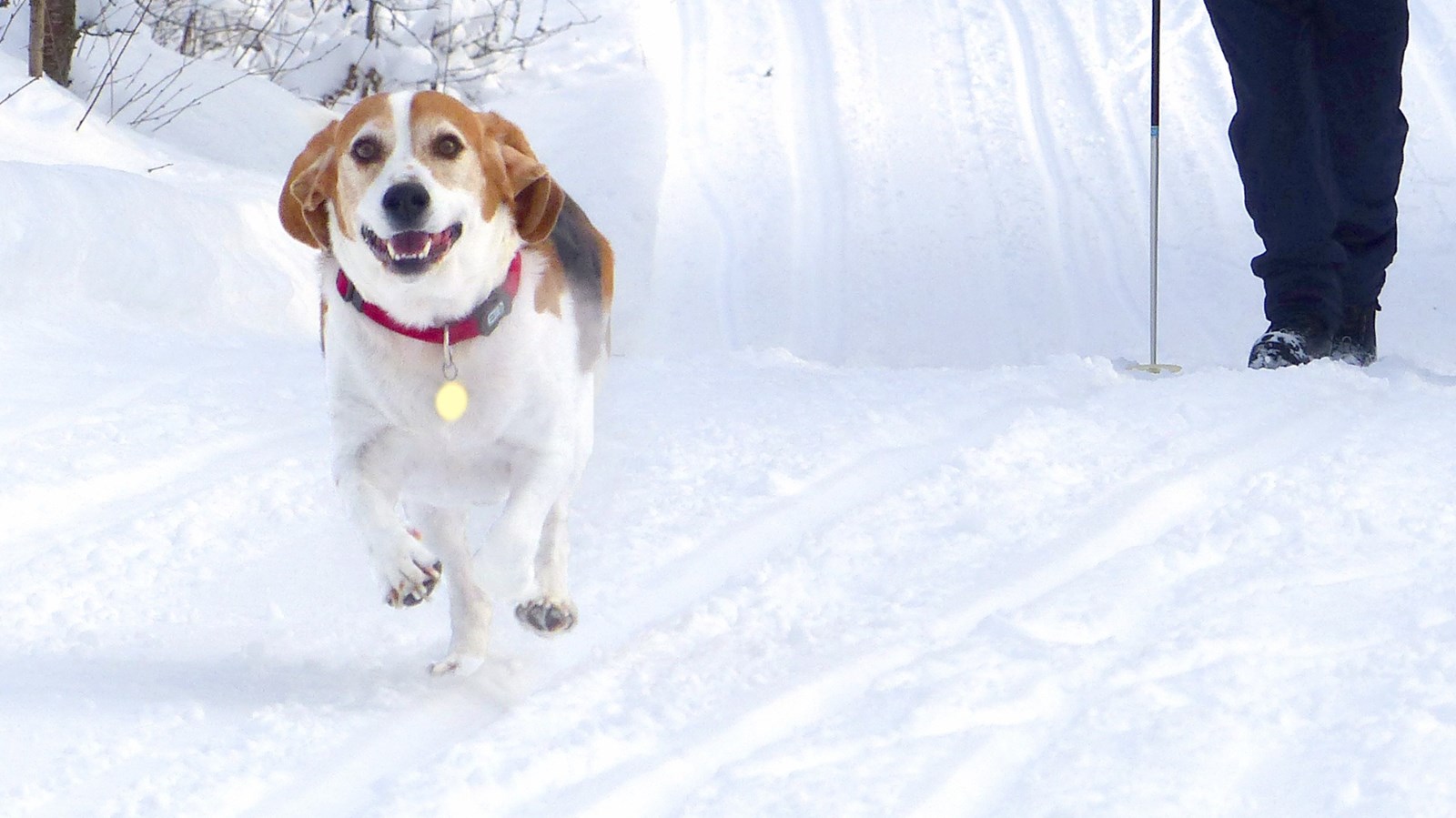 La SPA Beauce-Etchemin souhaite informer la population qu'un avis de renouvellement de médaille pour l'année 2017 sera envoyé par la poste aux propriétaires de chiens et chats de la région. 