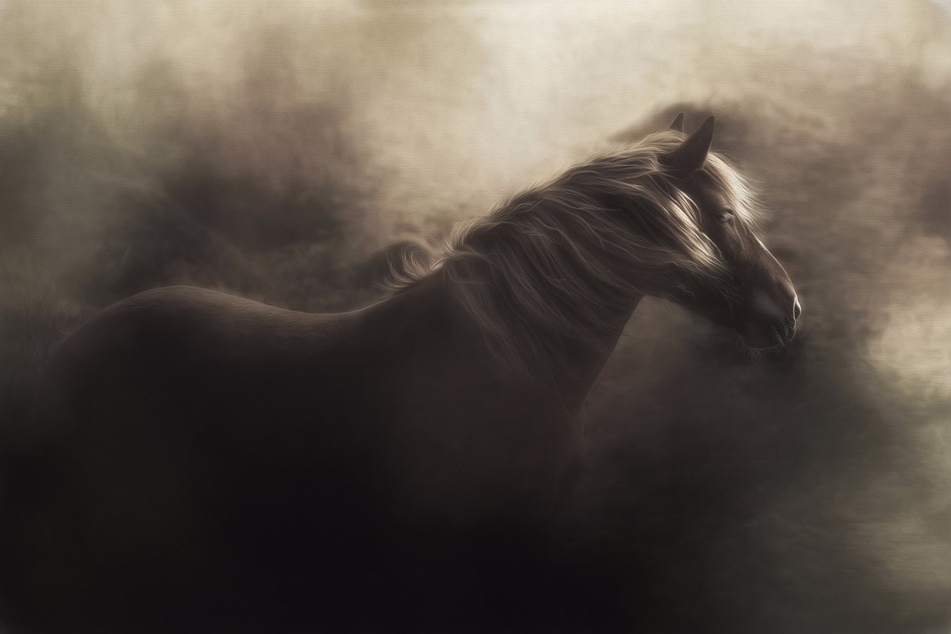 L'artiste beauceronne a été sélectionnée dans la catégorie « nature » pour une photographie illustrant sa passion de l'équitation intitulée « Guidé par le vent ».