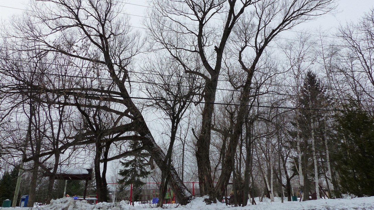 Saint-Georges abattra un arbre du parc Veilleux pour assurer la sécurité des usagers