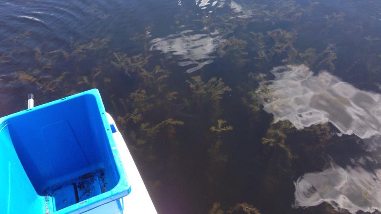 L’ARLA de Sainte-Aurélie s’est donnée comme objectif de diminuer de 85 % la présence du myriophylle à épi, une plante aquatique envahissante présente dans de nombreux lacs du Québec.