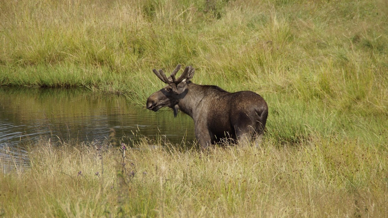 Les réservations pour les séjours de chasse au gros gibier ont ouvert au grand public jeudi dernier. 