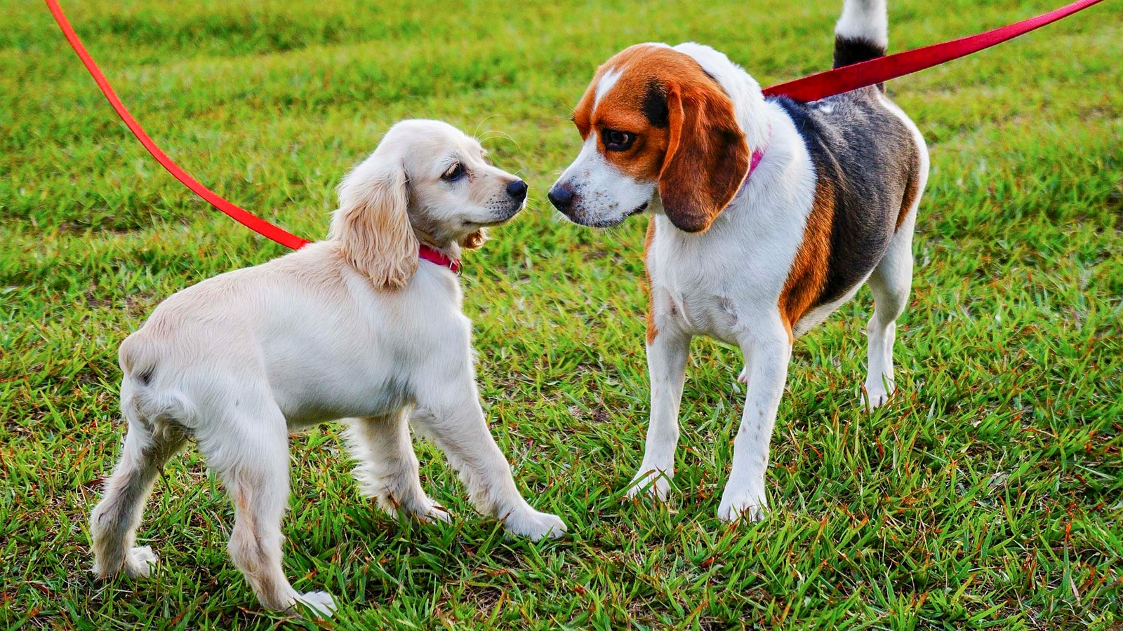 Un parc canin de 2 300 m2 sera aménagé à Saint-Georges d'ici à l'été prochain.