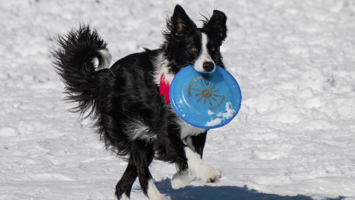 Spectacle de disque canin.