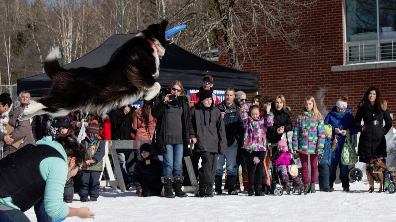Spectacle de disque canin.