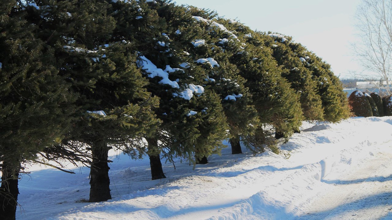 Il y a de très nombreux arbres sur le domaine.
