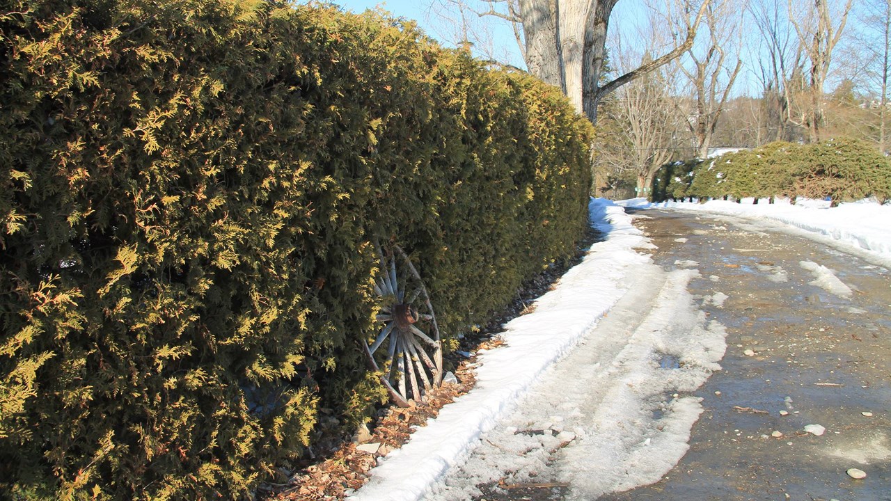 En bordure de l'allée principale, de grands peupliers et des haies d'arbres.