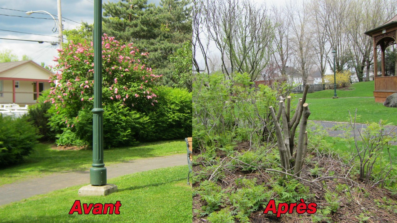 À gauche, on peut voir le lilas en question alors que de multiples fleurs l'embellissaient. À droite, on peut voir ce qu'il en reste aujourd'hui après les gestes de vandalisme. À noter que les photos ont été prises à des angles différents, mais il s'agit bel et bien du même arbre.