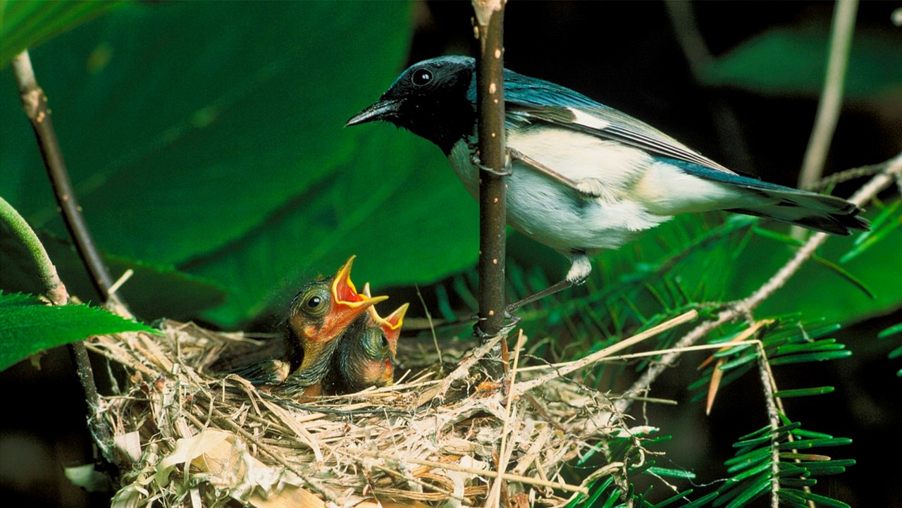 Paruline bleue
