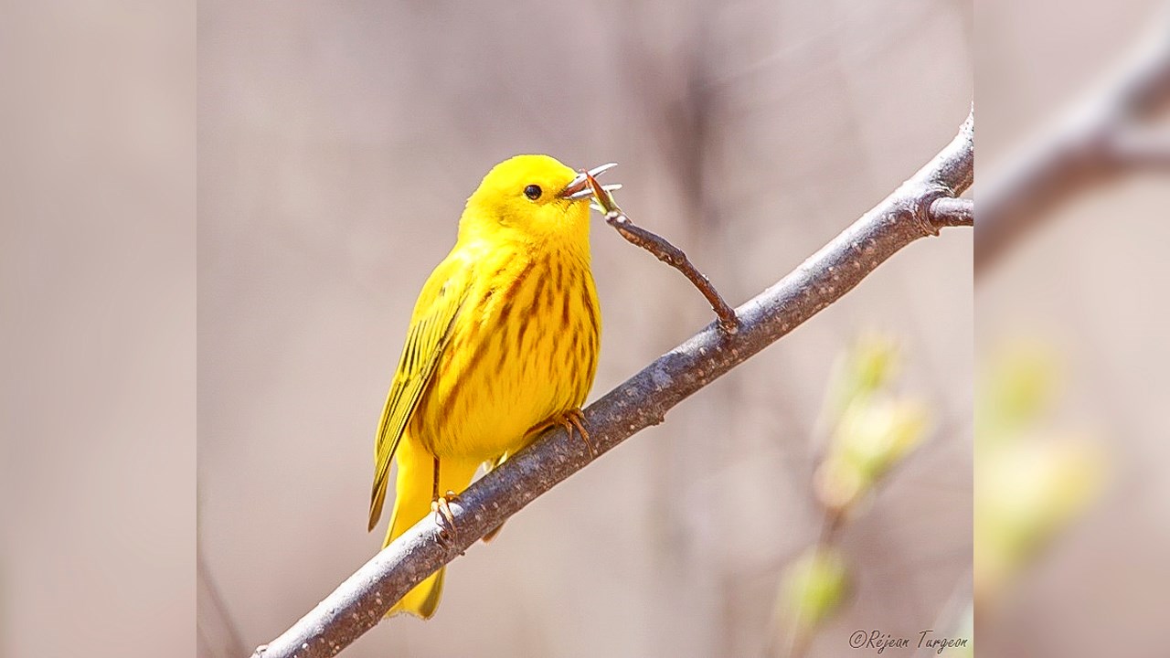 Paruline jaune